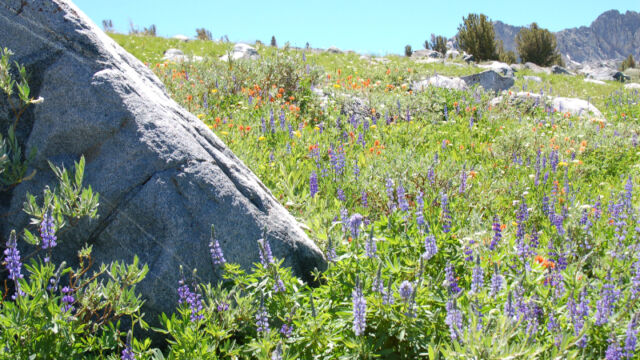 Flowers in the boulders