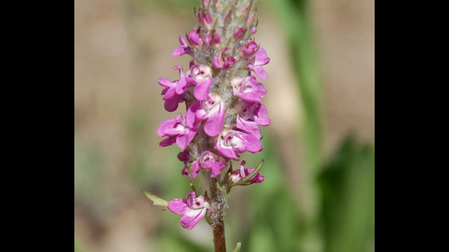 Pedicularis attolens Little Elephant Head, Pedicularis attolens