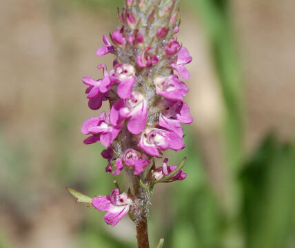 Pedicularis attolens Little Elephant Head, Pedicularis attolens