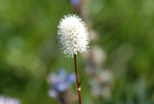Polygonum bistortoides Western Bistort, Polygonum bistortoides