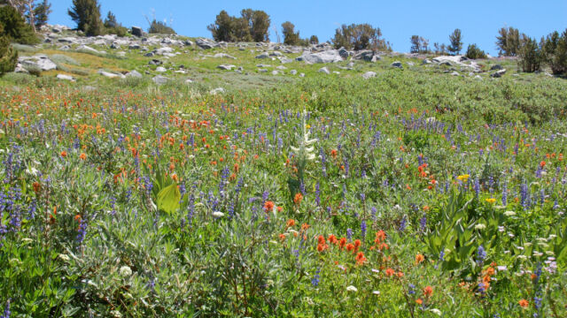 Flowering hillside