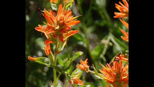 Castilleja sp. Paintbrush, Castilleja sp.