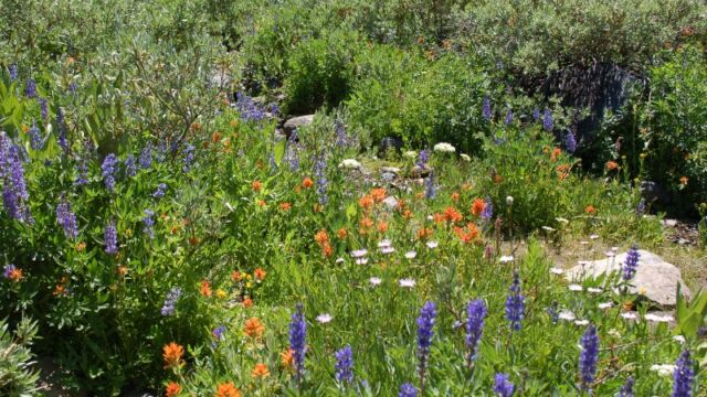 Flowers in the Seep
