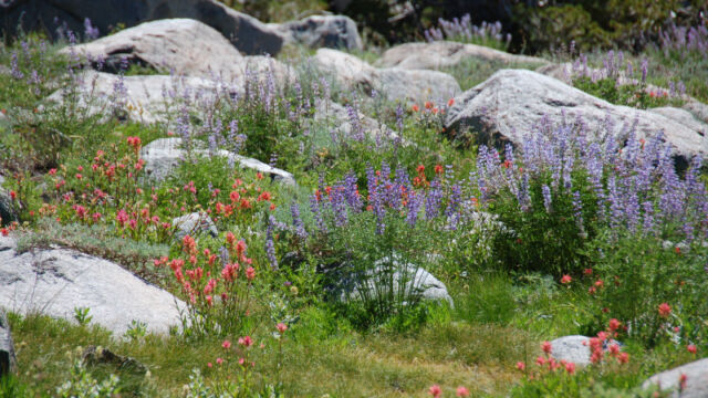 Flowers and Boulders