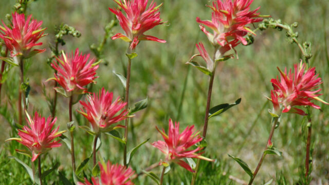 Castilleja miniata var. miniata Scarlet Indian Paintbrush, Castilleja miniata var. miniata