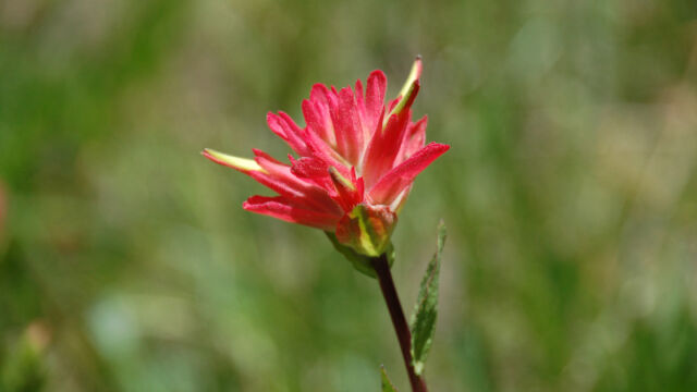 Castilleja miniata var. miniata Scarlet Indian Paintbrush, Castilleja miniata var. miniata