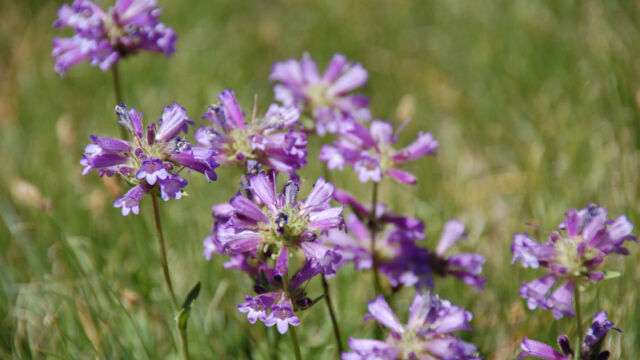 Penstemon rydbergii Meadow Penstemon, Penstemon rydbergii