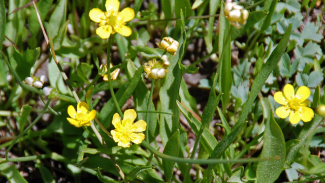 Ranunculus alismifolius Water-plantain Buttercup, Ranunculus alismifolius