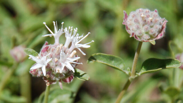 Monardella odoratissima Pennyroyal, Monardella odoratissima