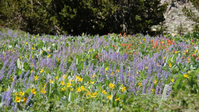 Lupines and others