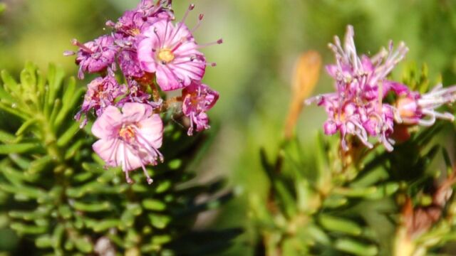 Phyllodoce brewerii Mountain Heather, Phyllodoce brewerii