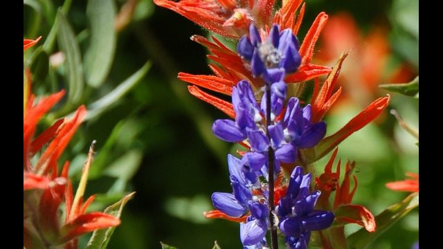 Lupine and Paintbrush