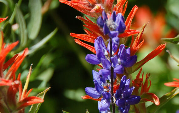 Lupine and Paintbrush