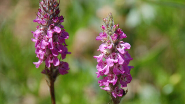 Pedicularis attolens Little Elephant Head, Pedicularis attolens
