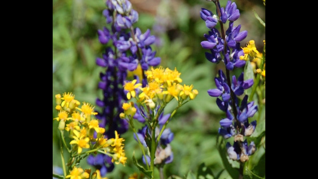 Blue and Gold