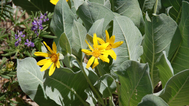 Wyethia mollis Mule Ears, Wyethia mollis