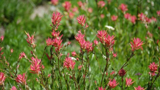 Castilleja miniata var. miniata Scarlet Indian Paintbrush, Castilleja miniata var. miniata