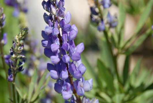 Lupine