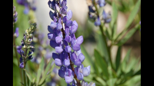 Lupine
