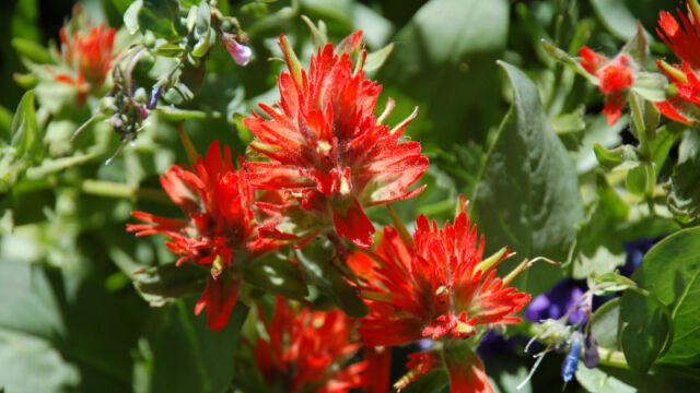 Castilleja miniata var. miniata Scarlet Indian Paintbrush, Castilleja miniata var. miniata