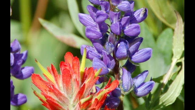 Scarlet Indian Paintbrush and Lupine