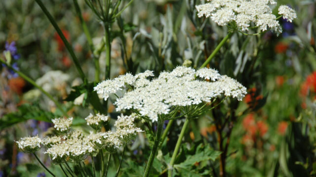 Achillea millefolium Common Yarrow, Achillea millefolium