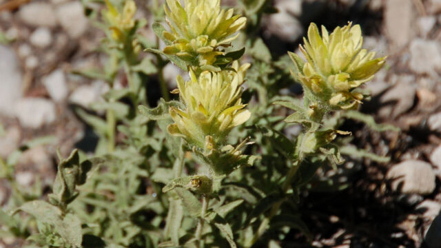Castilleja applegatei var. breweri Brewer's Indian Paintbrush, Castilleja applegatei var. breweri