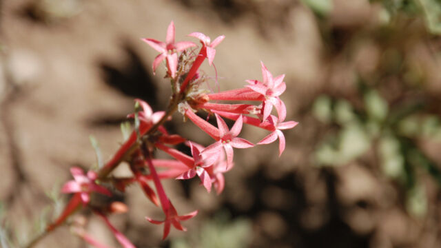 Ipomopsis tenuituba Slendertube skyrocket, Ipomopsis tenuituba