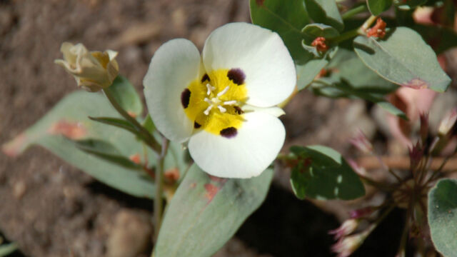 Calochortus leichtlinii Leichtlin's Mariposa Lily, Calochortus leichtlinii
