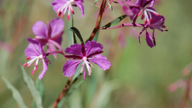 Epilobium angustifolium Fireweed, Epilobium angustifolium