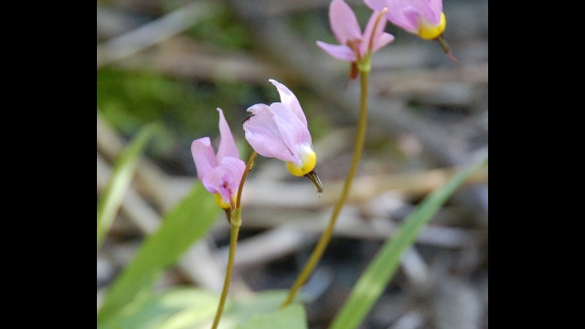 Primula tetrandra Alpine shooting star, Primula tetrandra
