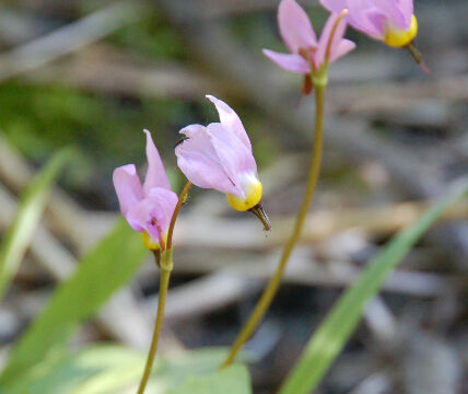 Primula tetrandra Alpine shooting star, Primula tetrandra