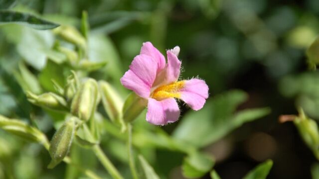 Erythranthe erubescens California Blushing Monkeyflower, Erythranthe erubescens