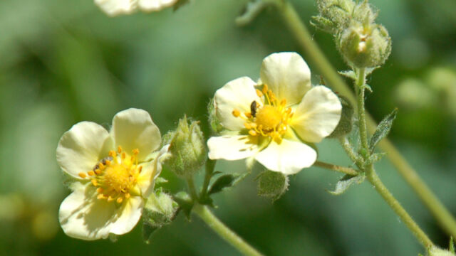 Potentilla glandulosa Sticky Cinquefoil, Potentilla glandulosa