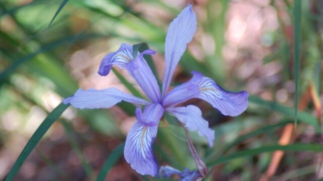 Iris douglasiana Douglas Iris, Iris douglasiana