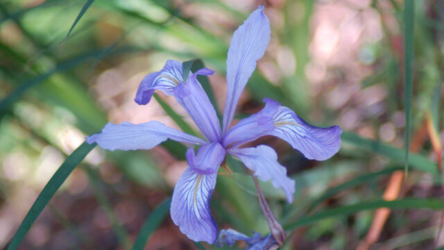 Iris douglasiana Douglas Iris, Iris douglasiana