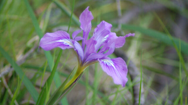 Iris macrosiphon Bowl-tubed Iris, Iris macrosiphon