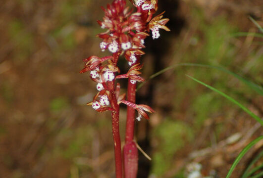 Corallorhiza maculata Spotted Coralroot, Corallorhiza maculata