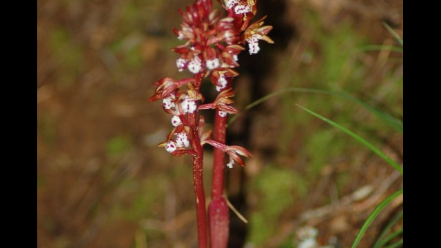 Corallorhiza maculata Spotted Coralroot, Corallorhiza maculata
