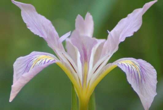 Iris macrosiphon Bowl-tubed Iris, Iris macrosiphon