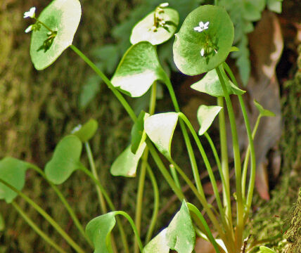 Claytonia perfoliata Miner's Lettuce, Claytonia perfoliata