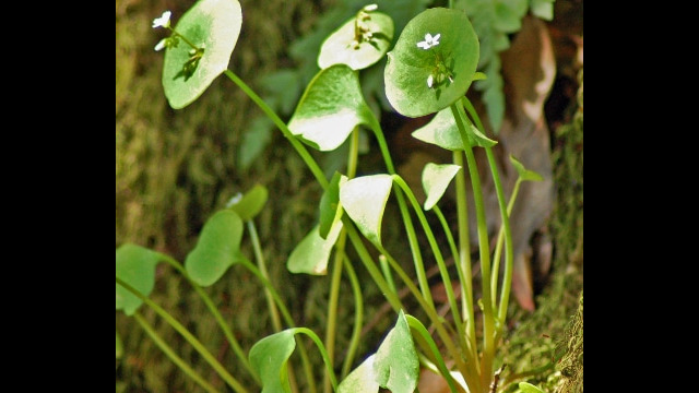 Claytonia perfoliata Miner's Lettuce, Claytonia perfoliata