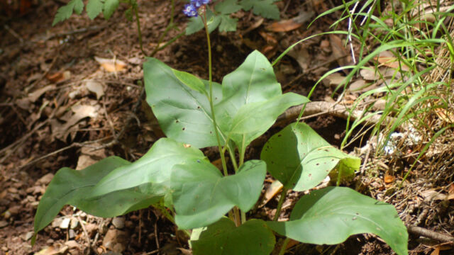 Cynoglossum grande Hound's Tongue, Cynoglossum grande