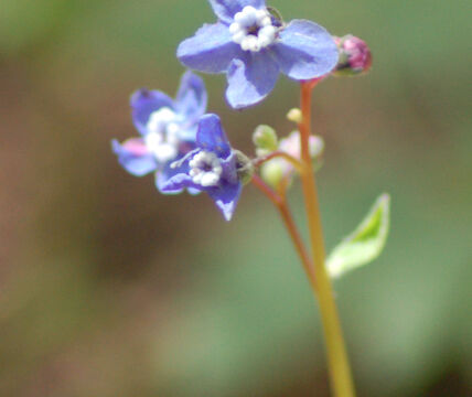 Cynoglossum grande Hound's Tongue, Cynoglossum grande