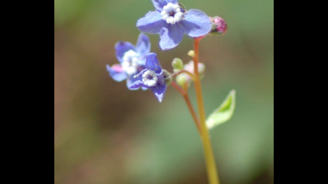 Cynoglossum grande Hound's Tongue, Cynoglossum grande