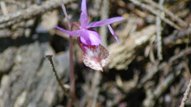 Calypso bulbosa Fairy Slipper, Calypso bulbosa