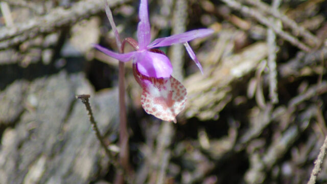 Calypso bulbosa Fairy Slipper, Calypso bulbosa