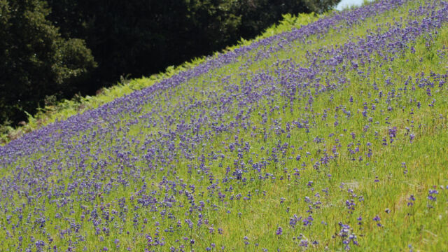 Lupinus nanus Sky Lupine, Lupinus nanus