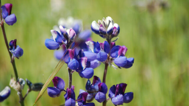 Lupinus nanus Sky Lupine, Lupinus nanus