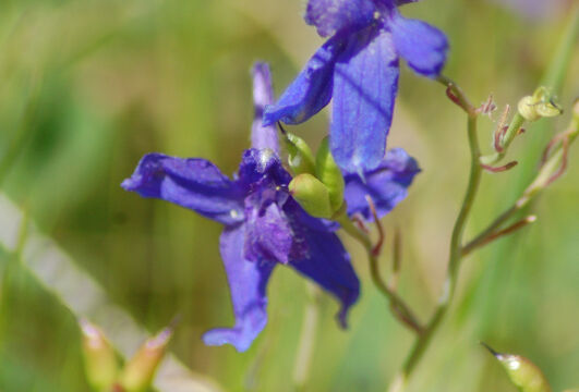 Delphinium patens Zigzag Larkspur, Delphinium patens